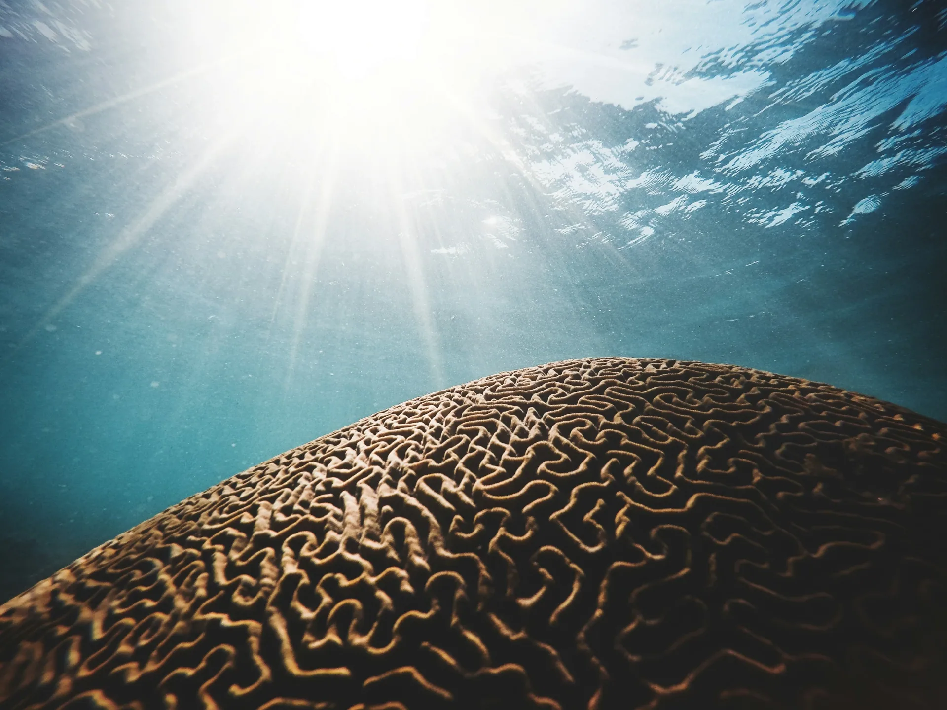 Arrecifes de coral en la bahía de Marigot, Santa Lucía